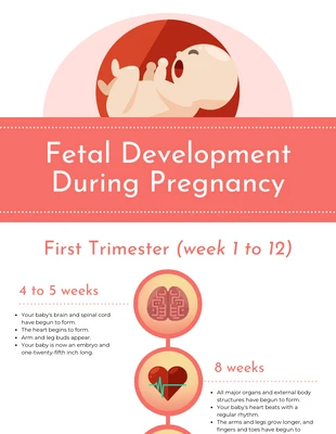 premium  Template: Chronologie du développement du bébé pendant la grossesse
